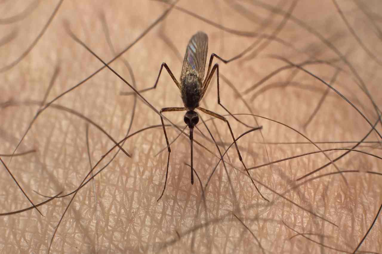 morsi di zanzara