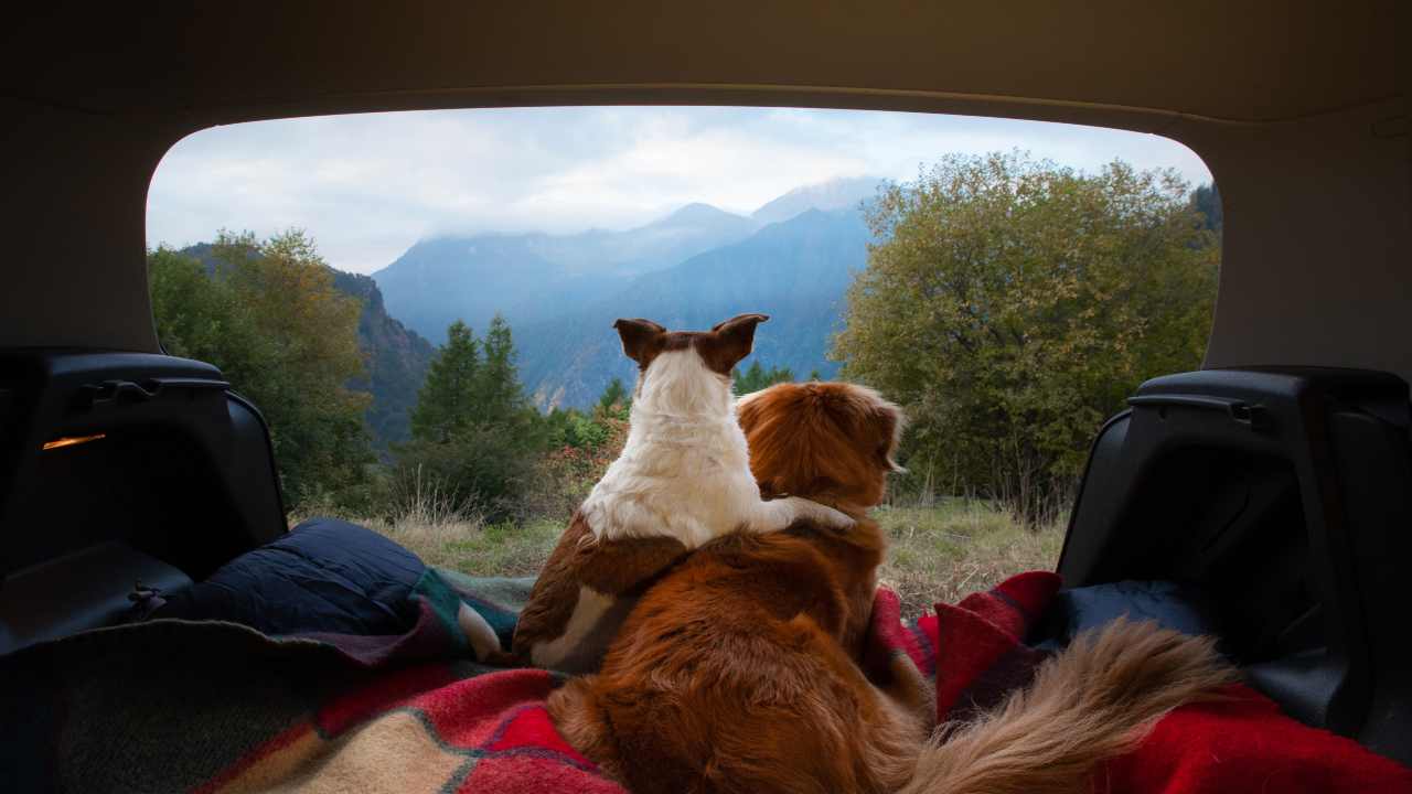 Trasportino e rete divisoria sono congeniali per l'animale in macchina